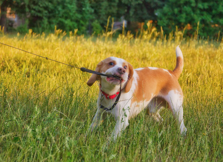 Stubborn beagle puppy misbehaving and pulling its leash with its teethの写真素材