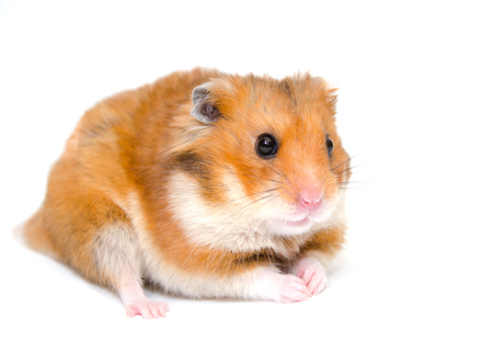 Cute funny hamster (isolated on white), selective focus on the hamster eyesの写真素材