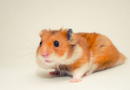 Cute funny hamster (on a gray background), selective focus on the hamster eyes, retro styleの写真素材