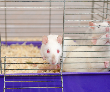 Curious white laboratory rat looking out of a cage with other rats (selective focus on the rat eyes and nose)の写真素材
