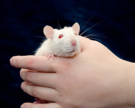 Cute curious white laboratory rat in a human handの写真素材