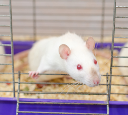 Curious white laboratory rat looking out of a cage (selective focus on the rat eyes and nose)の写真素材
