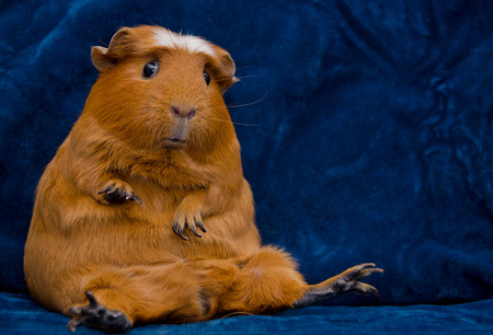 Funny guinea pig sitting in a funny pose on the dark blue background (with copy space on the right)の写真素材