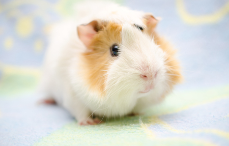 Cute guinea pig against a bright background (shallow DOF, selective focus on the guinea pig nose)の写真素材