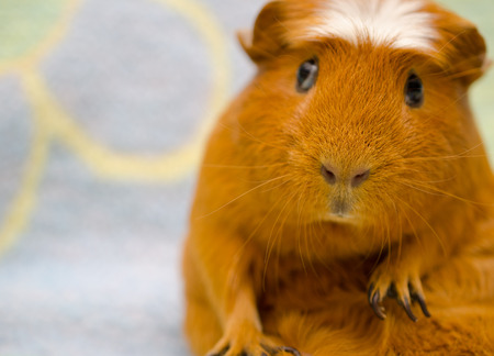 Cute funny-looking guinea pig sitting in a funny pose against a bright background (selective focus on the guinea pig nose), with copy space on the leftの写真素材