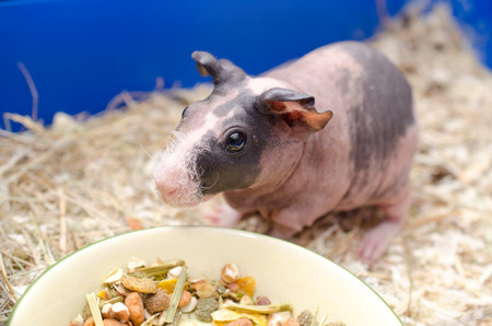 Cute skinny guinea pig baby near a bowl with food in a cageの写真素材