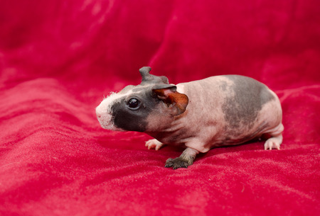 Cute skinny guinea pig baby on a bright red backgroundの写真素材