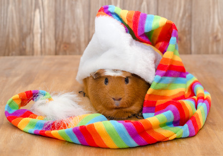 Funny guinea pig wearing a long multicolored hat (on a wooden background)の写真素材