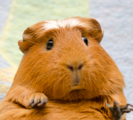 Portrait of a cute funny guinea pig (selective focus on the guinea pig eyes)の写真素材
