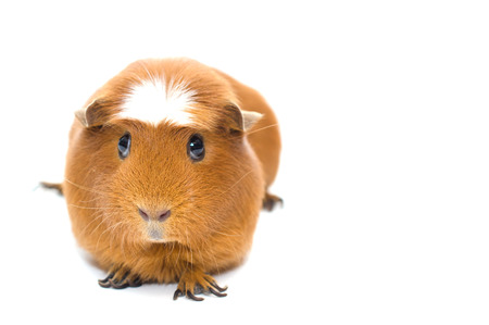 Cute funny guinea pig isolated on white (shallow DOF, selective focus on the guinea pig nose), with copy space on the rightの写真素材