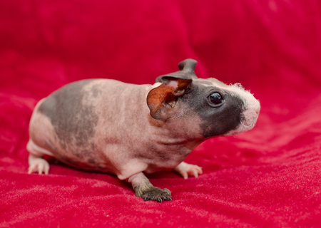 Cute skinny guinea pig baby on a bright red backgroundの写真素材