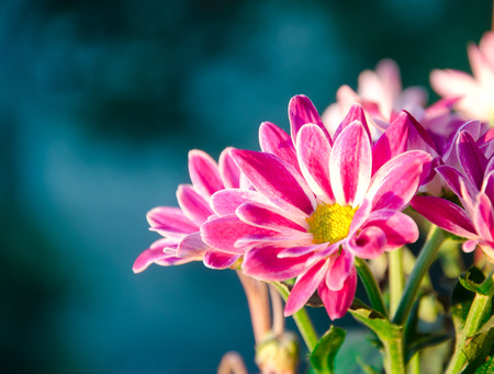 Beautiful chrysanthemum flowers in the rays of light, early twilight (shallow DOF, selective focus on the flower petals)の写真素材