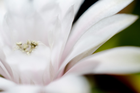 Macro shot of an out-of-focus blurred silhouette of a white flower as if glowing in the dark, very shallow DOF (as an abstract blurred floral background)の写真素材