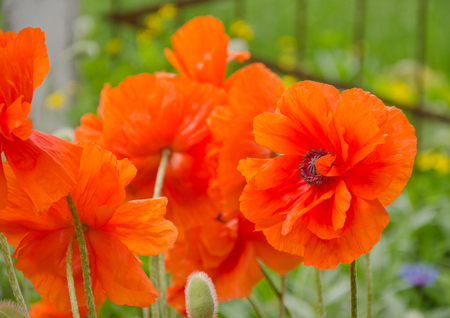 Bright red poppy flowers in the wind (as a bright floral background)の写真素材