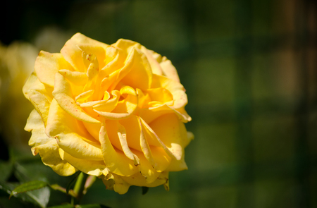 Beautiful single bright yellow rose against a green background (with copy space on the right)の写真素材