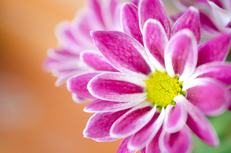 Macro shot of beautiful chrysanthemum flowers against an orange background (very shallow DOF, selective focus on the petals), with copy space on the leftの写真素材