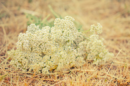 Bouquet of wild chamomile flowers on dry grass as the End of Summer concept (shallow DOF, selective focus), retro styleの写真素材