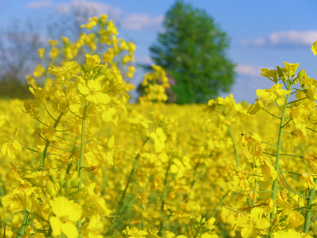 Bright yellow rape flowers in a rape fieldの写真素材