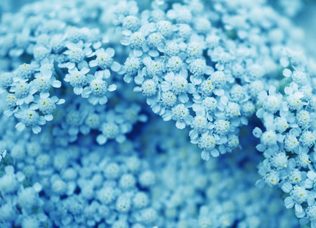 Macro shot of blurred white flowers in the evening light in blue tones (very shallow DOF, selective focus)の写真素材