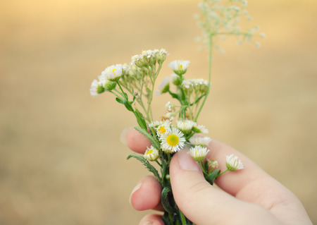 Hand holding tiny wild chamomile flowers (shallow DOF, selective focus on the flowers, copyspace on the left), retro styleの写真素材