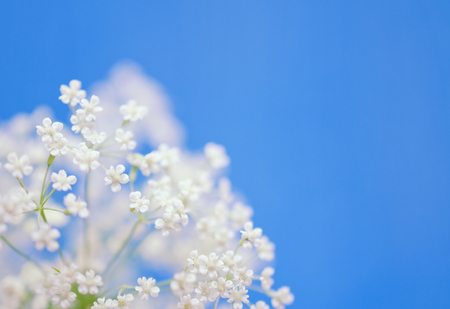 Beautiful blurred white flowers against the light blue background (very shallow DOF, selective focus), copyspace on the right for your textの写真素材