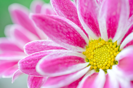 Macro shot of petals of beautiful chrysanthemum flowers covered with morning dew (very shallow DOF, selective focus)の写真素材