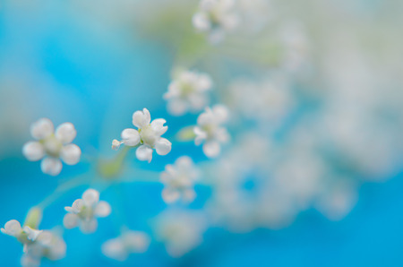 Beautiful blurred white flowers against the bright turquoise background (very shallow DOF, selective focus), blurred copyspace on the right for your textの写真素材