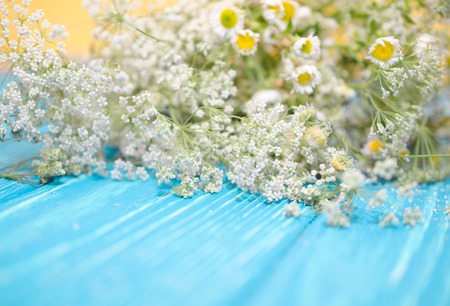 Pile of chamomile flowers (to be used as a herb or for herbal tea) to be dried on a bright turquoise wooden background, with blurred foreground as copyspace for your textの写真素材