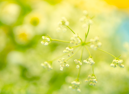 Beautiful blurred fairy-like white flowers against the light green background (very shallow DOF, selective focus)の写真素材