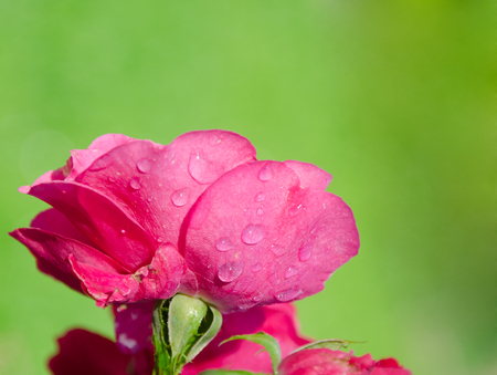 Beautiful pink rose with drops of morning dew (against a green background), copyspace on the rightの写真素材