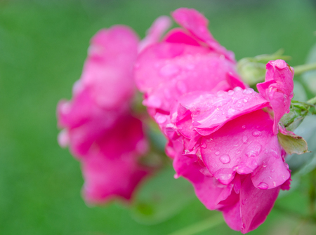 Two beautiful pink roses with drops of morning dew (against a green background), copyspace on the leftの写真素材