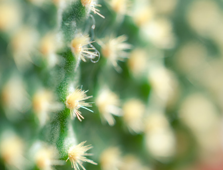 Macro shot of blurred tiny cactus needles as an abstract background or texture (very shallow DOF, selective focus)の写真素材