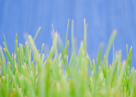 Macro shot of blurred out-of-focus silhouettes of green grass against the bright blue background at the end of summer, very shallow DOF (as an abstract blurred green background)の写真素材