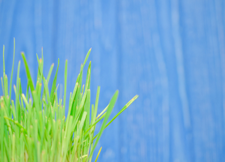 Macro shot of blurred green grass against the bright blue background at the end of summer, very shallow DOF (with copyspace on the right)の写真素材