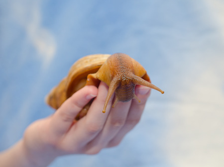 Giant African snail on a human hand (against a bright blue background), selective focus on the snail eyesの写真素材