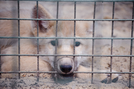 Sad little Arctic wolf cub behind bars in the zoo (shallow DOF, selective focus on the wolf cub nose)の写真素材