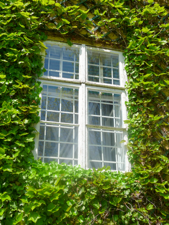 Window in an old vintage house hidden in green ivyの写真素材
