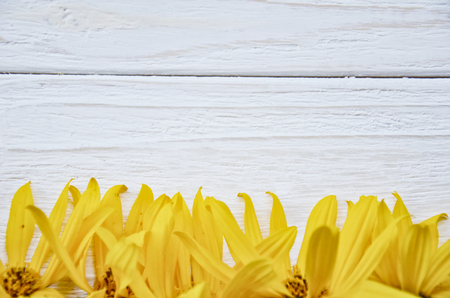 Row of petals of bright yellow autumn flowers on a white wooden background (with copy space for your text), selective focusの写真素材