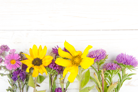 Row of bright purple and yellow autumn flowers on a white wooden background (with copy space for your text)の写真素材