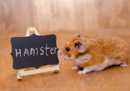Cute hamster sitting next to a blackboard with a word Hamster written on it (against a wooden background, selective focus) as a pet school conceptの写真素材