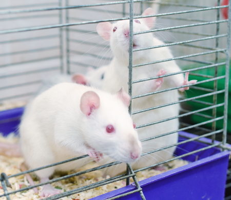 A couple of curious white laboratory rats looking out of a cage (selective focus on the rat on the right)の写真素材