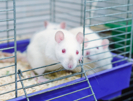 Curious white laboratory rat looking out of a cage in a laboratory (in blue tones)の写真素材