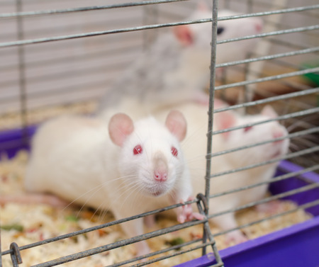 Curious white laboratory rat looking out of a cage with other rats, shallow DOF with selective focus on the rat noseの写真素材