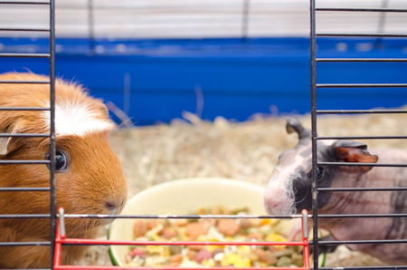 Two different guinea pigs near a bowl with food in a cage (selective focus on the guinea pig on the left)の写真素材