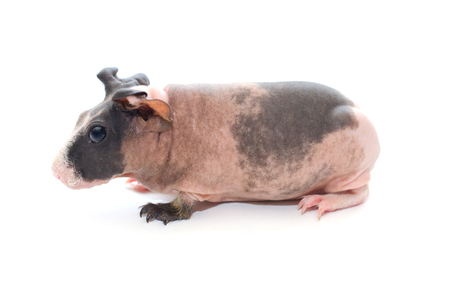 Cute skinny guinea pig baby with big ears isolated on white (side view)の写真素材