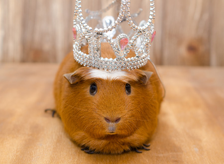 Funny guinea pig wearing a crown (on a wooden background)の写真素材