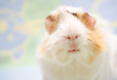Portrait of a cute guinea pig against a bright background (shallow DOF, selective focus on the guinea pig nose), with copy space on the leftの写真素材