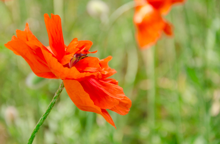 Bright red poppy flower with a silhouette of a bee inside the flower (against the background of green grass), selective focus on the flower petalsの写真素材