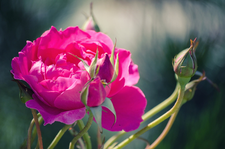 Beautiful pink rose and a rose bud in the morning light (retro style)の写真素材