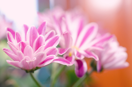 Macro shot of beautiful chrysanthemum flowers, shallow DOF (retro style)の写真素材